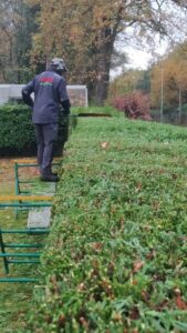 taillage de précision c'est une haie de thuya bien droite